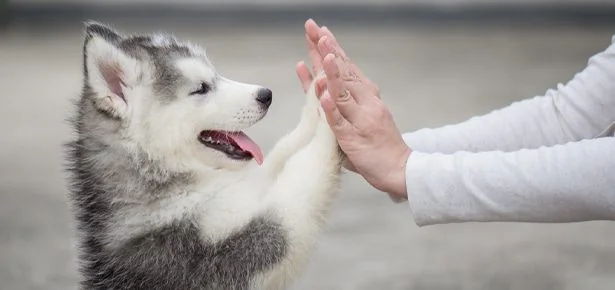 VIRAL! Tom Hiddleston & a Pack of Gorgeous Dogs Just Stole Gucci's New Campaign…