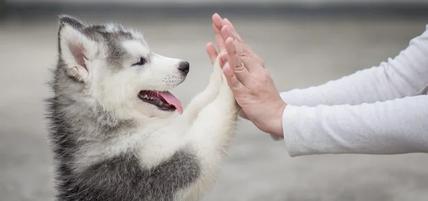 VIRAL! Tom Hiddleston & a Pack of Gorgeous Dogs Just Stole Gucci's New Campaign…