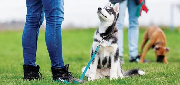 STOP SCROLLING: These Incredible Differently-Abled Pups Live Life to the Max—An…