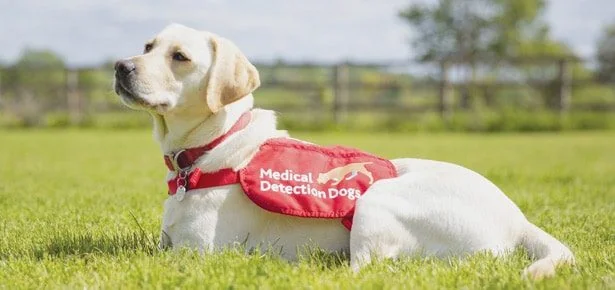 STOP SCROLLING: 5 Secret Ways Dog Treats Build a Bond Stronger Than You Think!