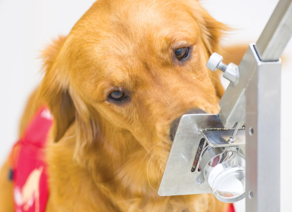 STOP SCROLLING: 5 Secret Ways Dog Treats Build a Bond Stron…