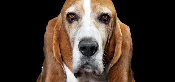 STOP SCROLLING: Can Dogs Actually Talk With Buttons? The Wild Science Behind So…