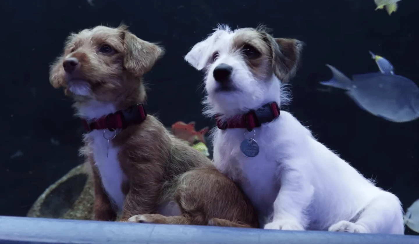 STOP SCROLLING: How CBD Can Help Your Dog Chill, Move & Thrive—What Vets Wish Y…