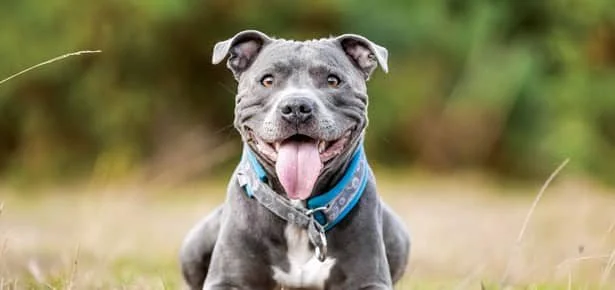 VIRAL! This Weird Inflatable Doll Is Curing Dog Separation Anxiety—Meet Gerty!