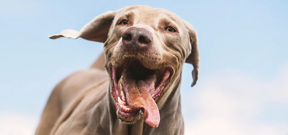 STOP SCROLLING: 6 Easy Pupsicle Recipes to Keep Your Dog Cool All Summer!