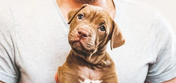 How to Pick the Right Puppy: Temperament, Health, and the Socialization Clock
