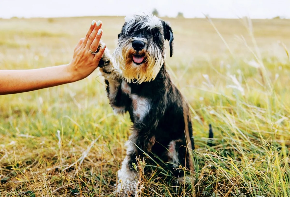 Is Your Dog Shy, Scared, or Anxious? Expert Tips to Help Them Feel Safe and Con…