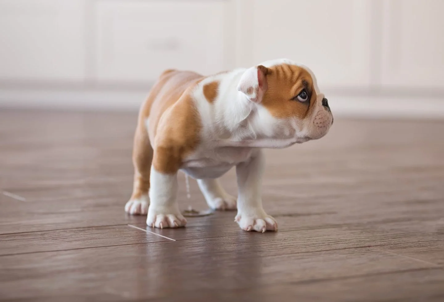 VIRAL! Katy Perry's Tiny Pup Nugget Is Stealing the Spotlight—You Have to Meet…