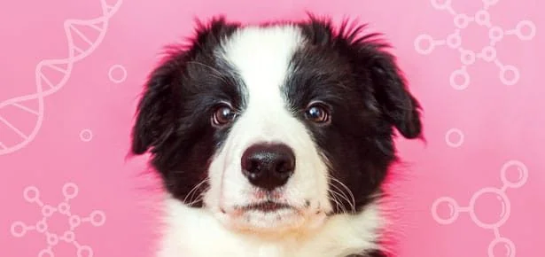 STOP SCROLLING: 7 Luxury Dog-Friendly Hotels Where Your Pup Gets the VIP Treatm…