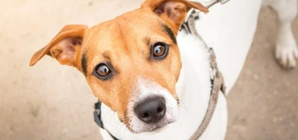 STOP SCROLLING: 12 Everyday Things You Do That Drive Your Dog Crazy (Fix Them N…