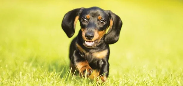 STOP SCROLLING: 7 Best Dog Toys for Every Play Style—Find Your Pup's Perfect Ma…