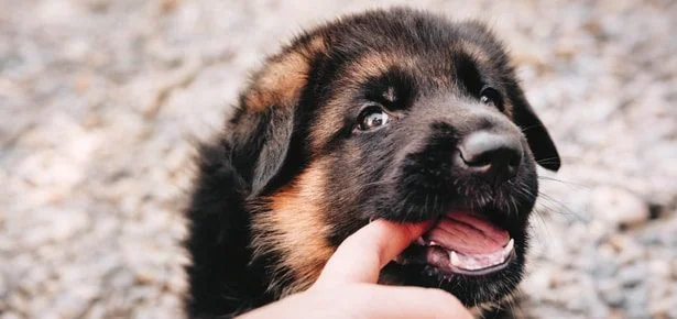 VIRAL! Orange Is the New Black's Little Boo Is Stealing Every Scene—And the Pup…