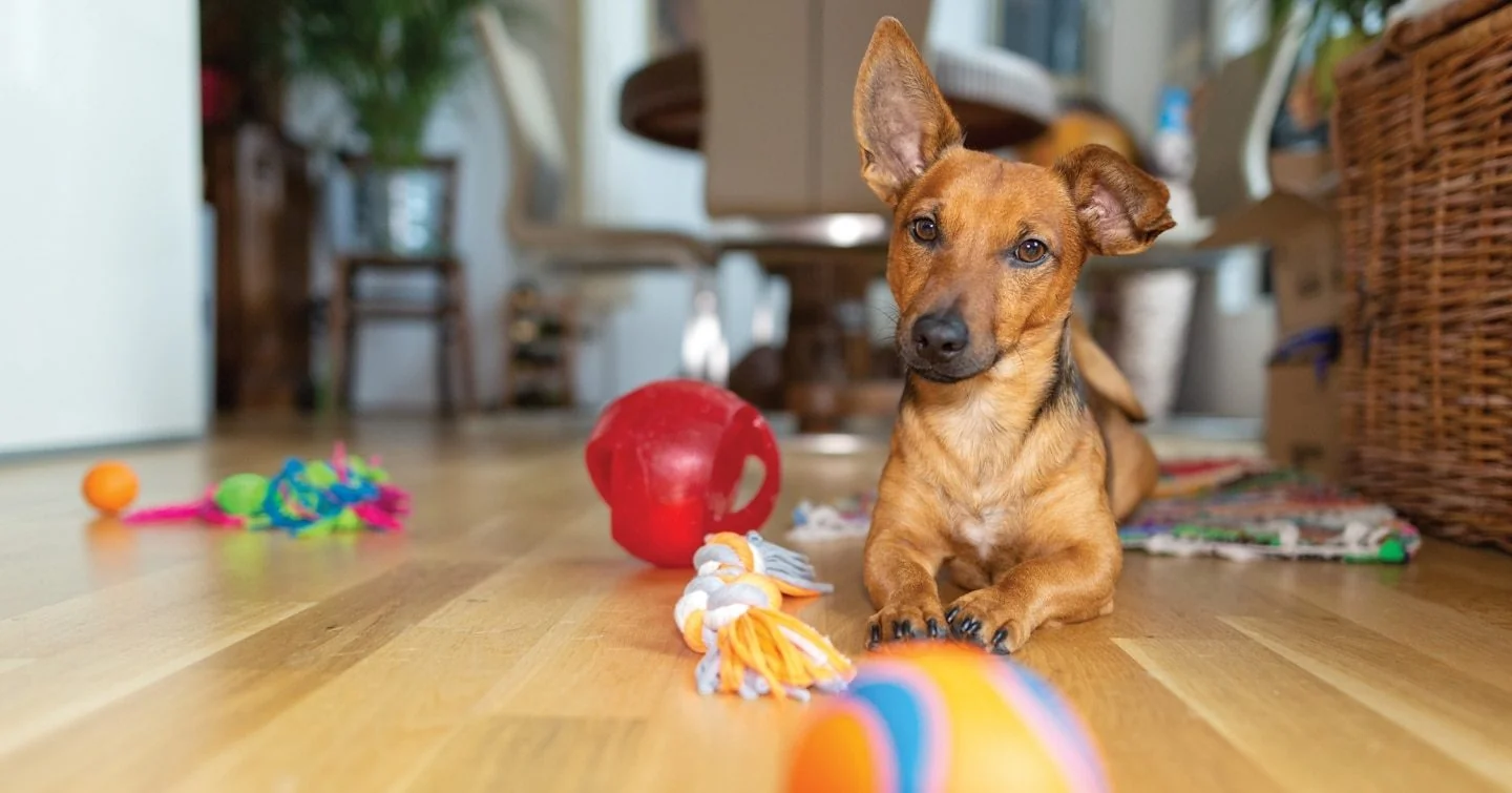STOP SCROLLING: Ellen DeGeneres Just Spilled Her Wildest Animal Rescue Tales—An…