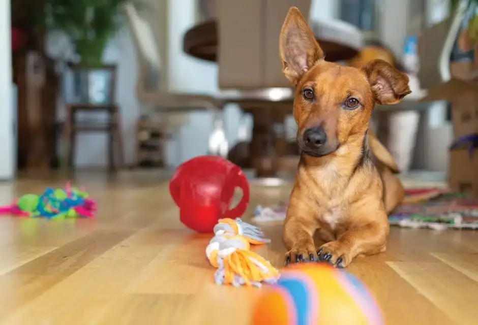 STOP SCROLLING: Ellen DeGeneres Just Spilled Her Wildest Animal Rescue Tales—An…