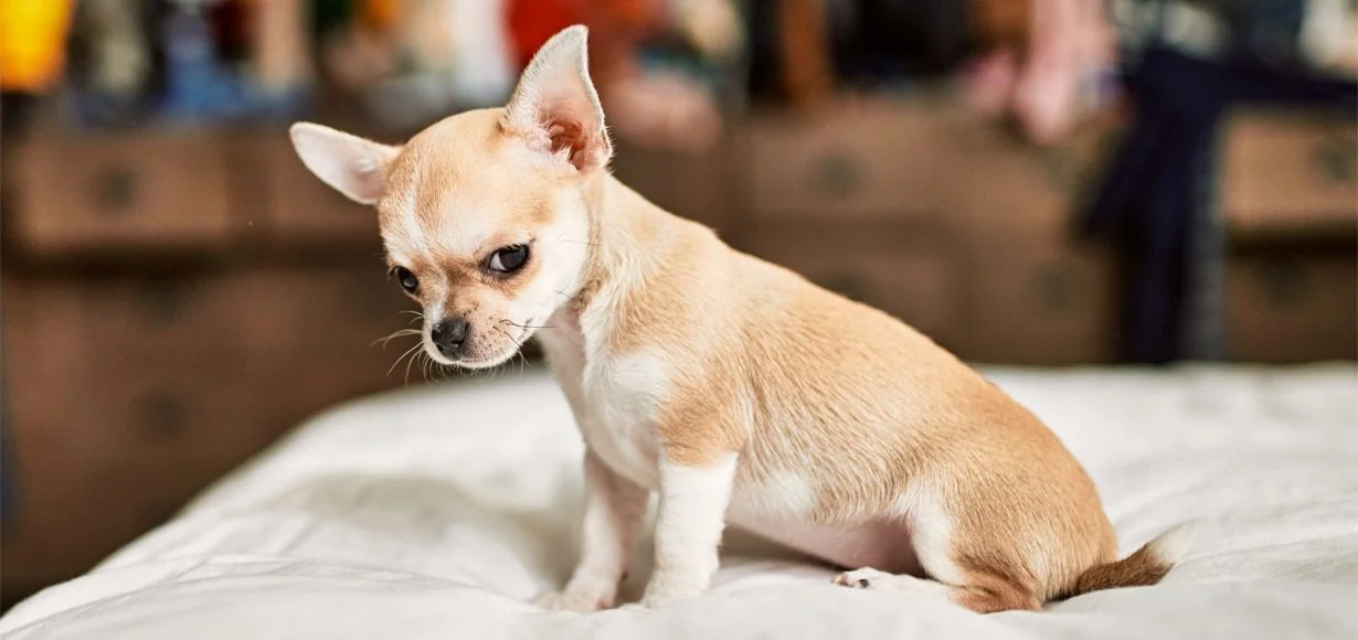 STOP SCROLLING: Is Tug of War Bad for Dogs? A Trainer Says It's Actually Amazin…