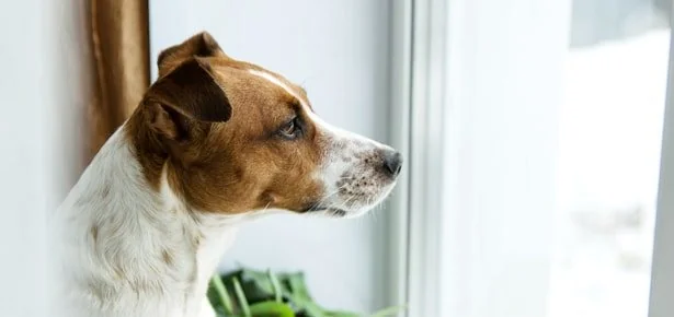 STOP SCROLLING: 7 Things to Do When Your Dog's Time Is Almost Up—Read This Befo…