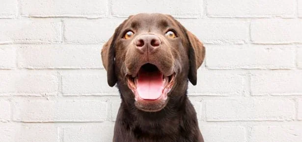 SHOCKING: Rachael Ray’s Heartbreak Over the Rescue Dog Who Taught Her How to Lo…
