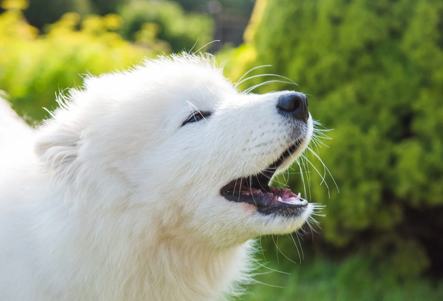 SHOCKING! This Pocket-Sized Pup Just Became the Guinness World's Oldest Living…