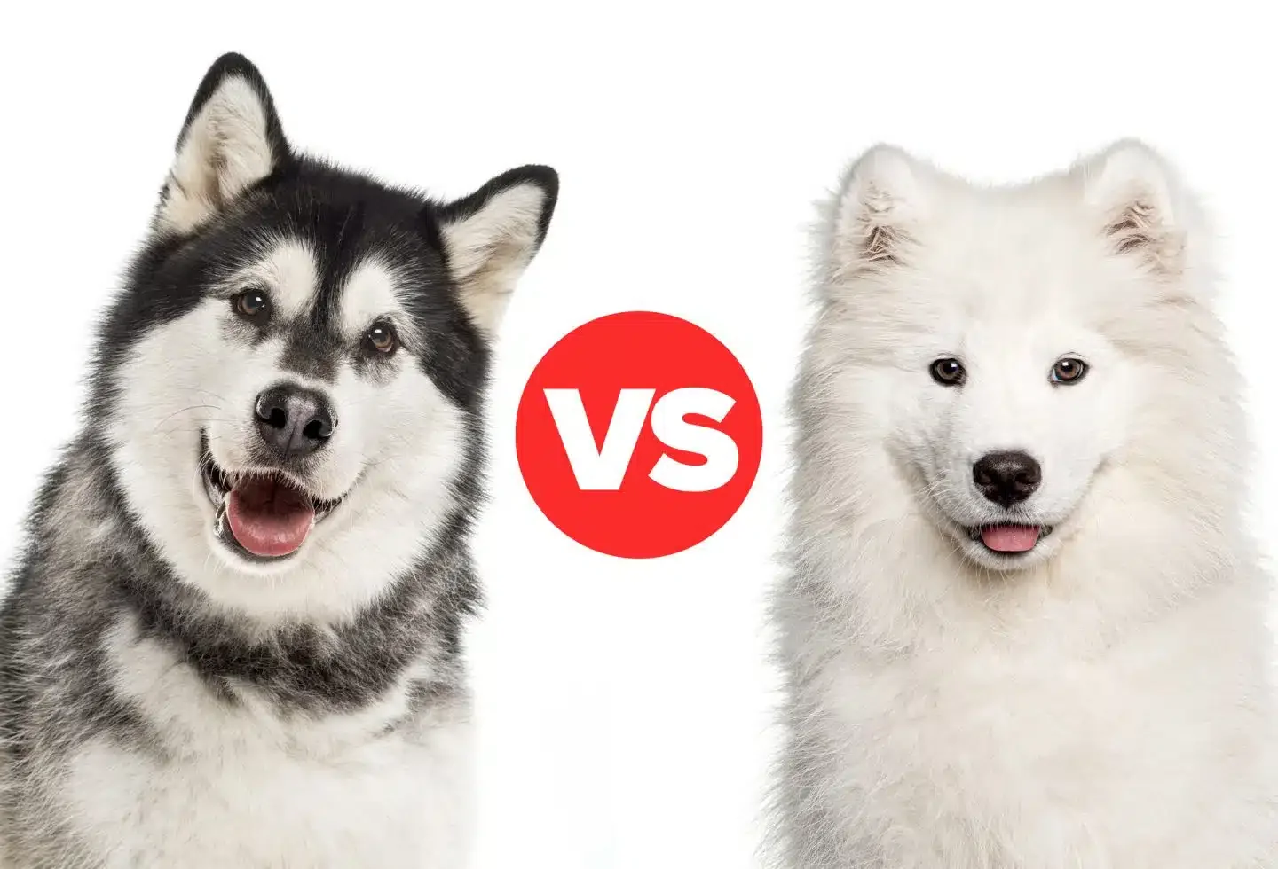EXCLUSIVE! Katherine Heigl Is on a Mission to Save Chihuahuas—And You'll Fall H…