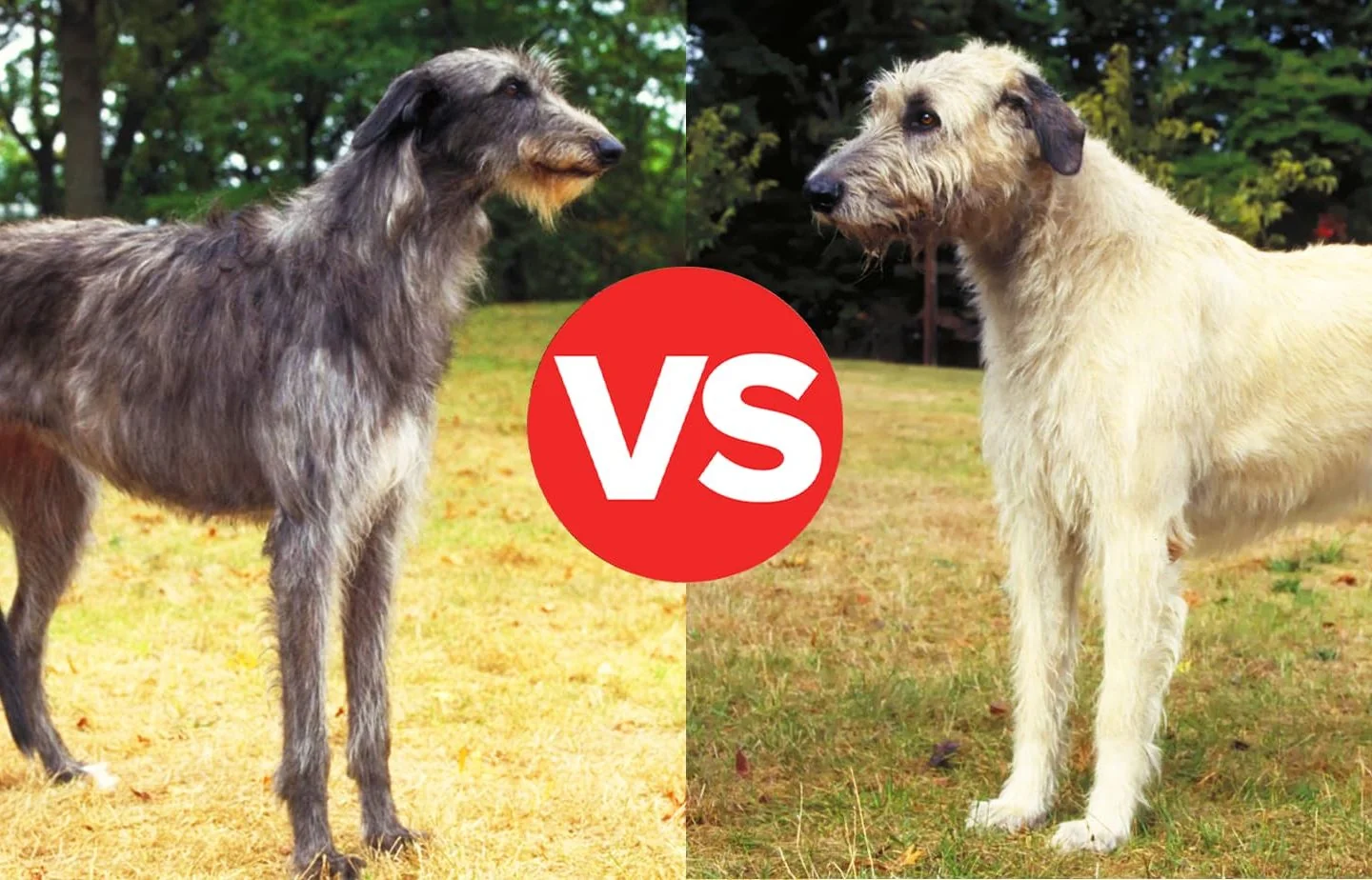 EXCLUSIVE! A Star-Studded Gala Is Raising Big Bucks for Homeless Pets—And You'r…