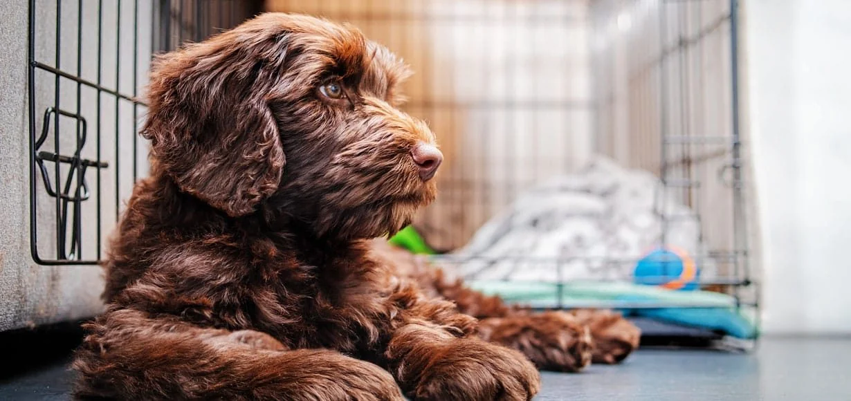 STOP SCROLLING: Shih Tzu vs Lhasa Apso—These Tiny Look-Alikes Are NOT the Same…